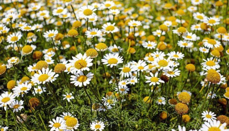 chamomile tea for hair